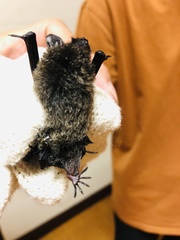 Myotis secundus