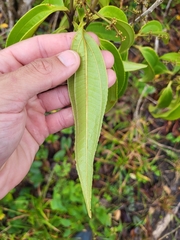 Miconia prasina