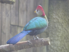 Red-Crested Turaco photo 2