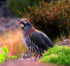 Alectoris rufa hispanica