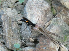 Anoplius samariensis