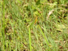 Sympetrum depressiusculum