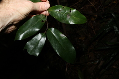 Huberantha nitidissima