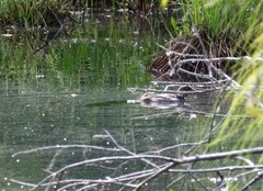 Bucephala clangula clangula