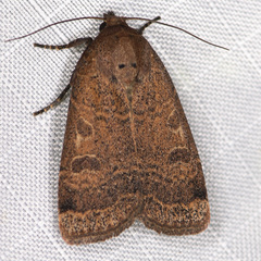 Abagrotis anchocelioides