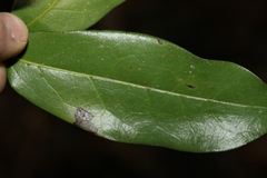 Huberantha nitidissima