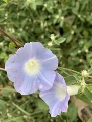 Ipomoea nil