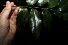 Huberantha nitidissima