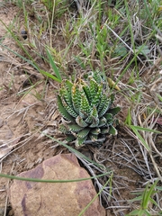 Haworthiopsis fasciata