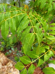 Libidibia monosperma