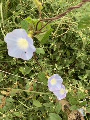 Ipomoea nil