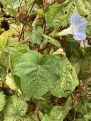 Ipomoea nil