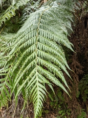 Woodwardia orientalis