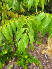 Libidibia monosperma