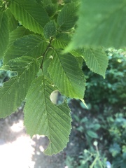 Megachile nigriventris