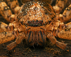Heteropoda procera