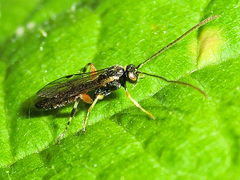 Olesicampe erythropyga