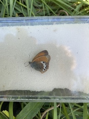 Coenonympha gardetta