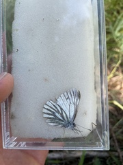 Pieris bryoniae
