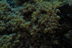 Stolonica australis