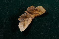 Cepphis armataria