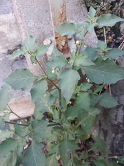 Solanum villosum