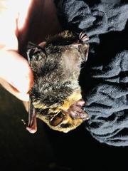 Thainycteris torquata