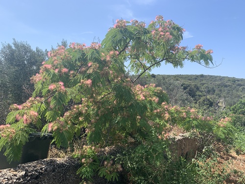 Perzijsko svileno stablo (Albizia julibrissin)