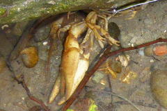 Austropotamobius pallipes