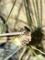 Lampyris noctiluca