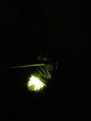 Lampyris noctiluca