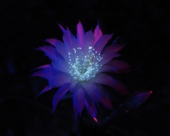 Echinopsis calochlora