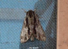 Shaka atrovittatus