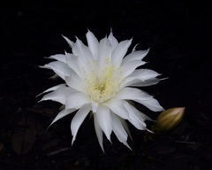 Echinopsis calochlora