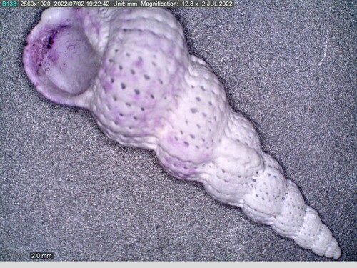 Cirsotrema varicosum observed 2022-06-28