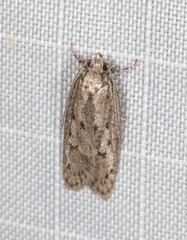 Acantholena siccella