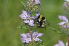 Bombus cullumanus