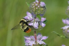 Bombus cullumanus
