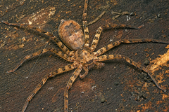 Heteropoda procera