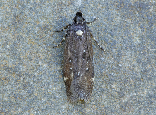 Chionodes argentipunctella