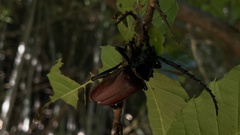 Prionus insularis