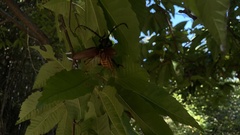 Prionus insularis