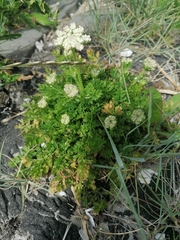 Dasispermum