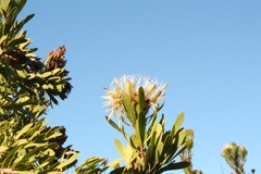 Protea lanceolata