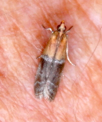 Moodna pallidostrinella
