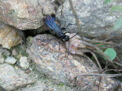 Anoplius samariensis