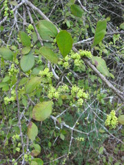 Forestiera ligustrina