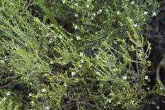 Lachnaea axillaris