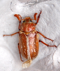 Polyphylla variolosa