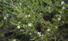 Lachnaea axillaris